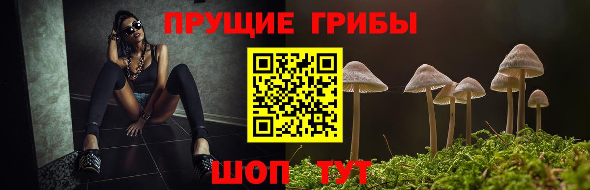 Галлюциногенные грибы Psilocybine cubensis Новотроицк